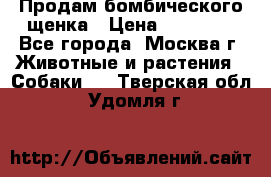 Продам бомбического щенка › Цена ­ 30 000 - Все города, Москва г. Животные и растения » Собаки   . Тверская обл.,Удомля г.